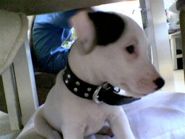 Jack russell terrier Harley - se mig hvor nuttet jeg er billede 3