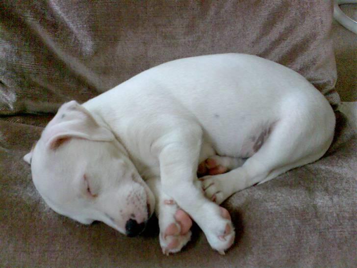 Jack russell terrier Harley - Også da han var lille. Der sover han også billede 4