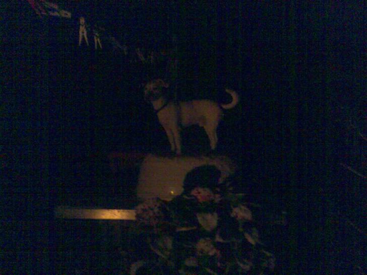 Jack russell terrier Harley - se mig jeg er Løvernes konge billede 5