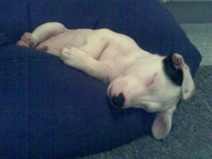 Jack russell terrier Harley - Det var da han var lille. Sikke han kan sove. sys du hinger lidt med hovedt billede 6