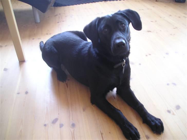 Labrador retriever Bella R.I.P :( billede 7
