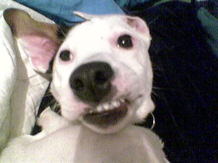 Jack russell terrier Harley - Smiiiiler :-D billede 7