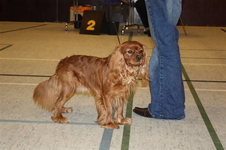 Cavalier king charles spaniel Blue Bell (Diesel) V.P.P - i ring på årets første udstilling billede 1