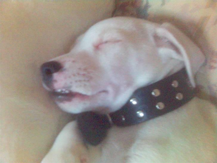 Jack russell terrier Harley - Det var også da han var lille. Sover ZZZ billede 8