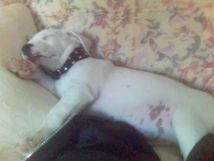 Jack russell terrier Harley - Det var også fra da han var lille. Sover Zzzz billede 9