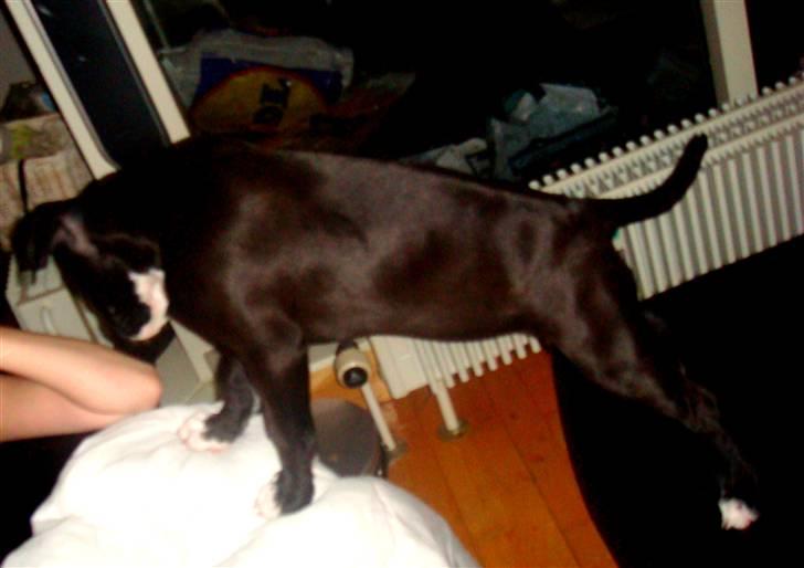 Amerikansk staffordshire terrier sisi billede 18