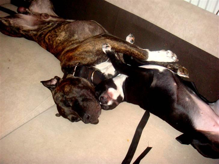 Amerikansk staffordshire terrier sisi billede 19