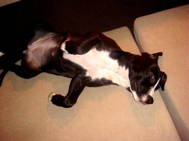 Amerikansk staffordshire terrier sisi billede 20