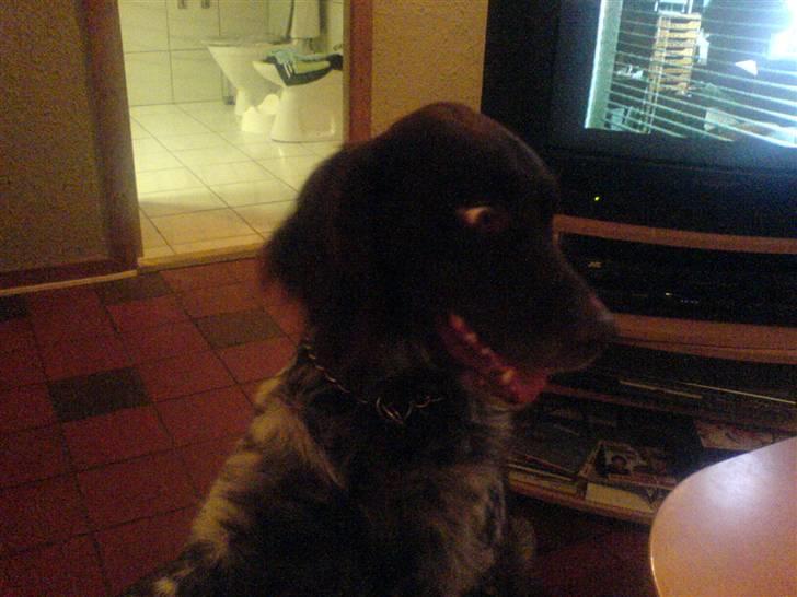 Kleiner münsterländer Pablo - hvil i fred<3. - ´haha, søde øjne :) jeg elsker ham bare over alt <´3 foto: mig xD billede 11