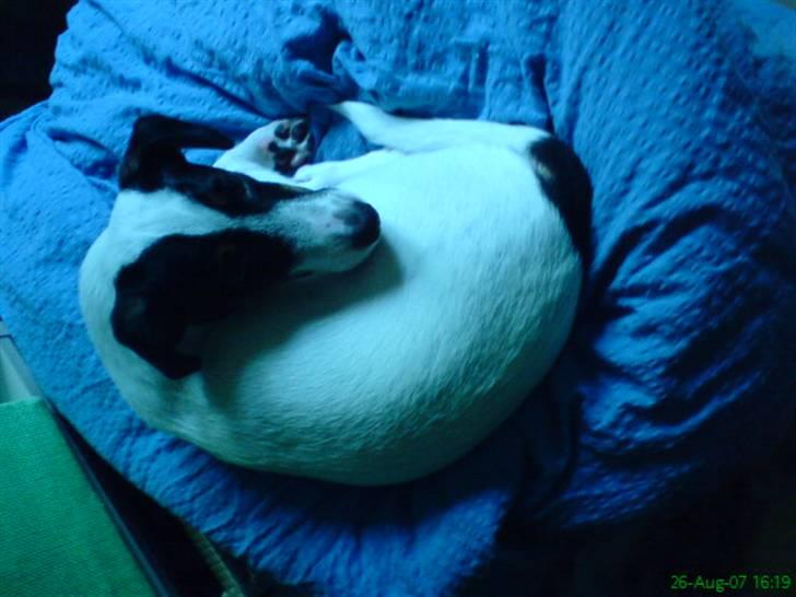 Jack russell terrier Louis billede 9