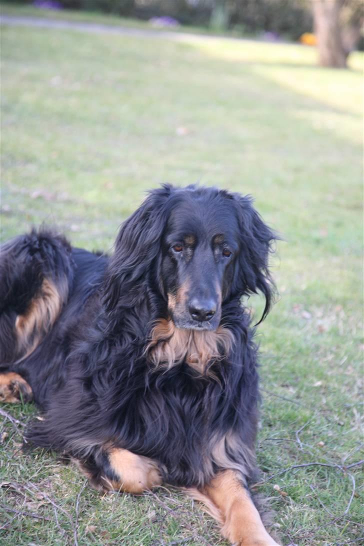 Hovawart Menia - menia billede 3