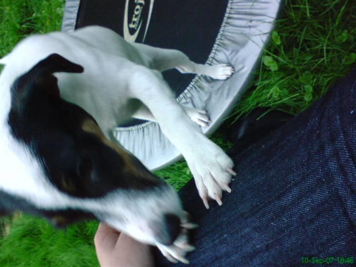 Jack russell terrier Louis billede 11