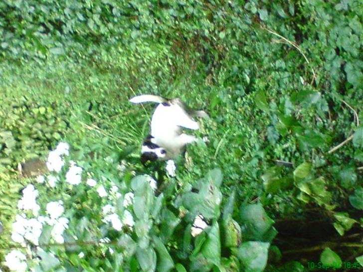 Jack russell terrier Louis billede 12