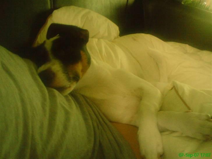 Jack russell terrier Louis billede 13