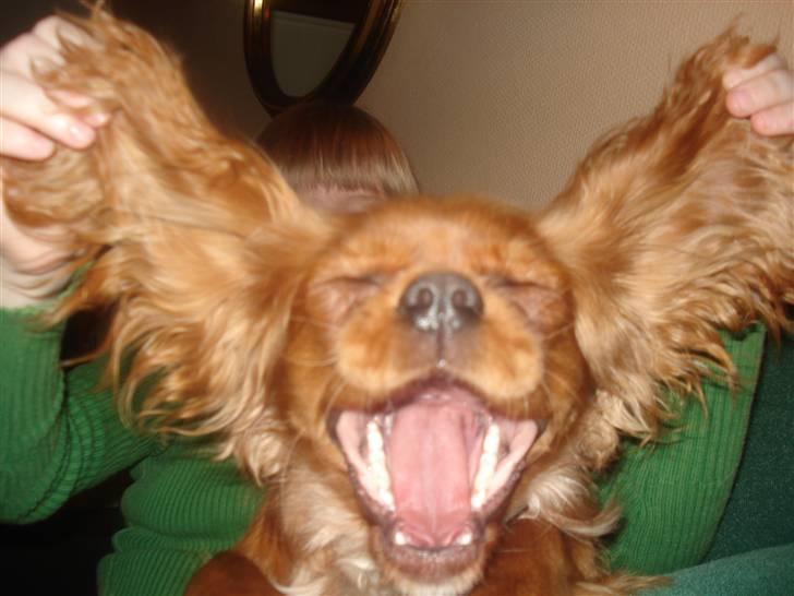 Cavalier king charles spaniel Alberte - hehe jeg er bat- hunden så kan i lære det.................... billede 15