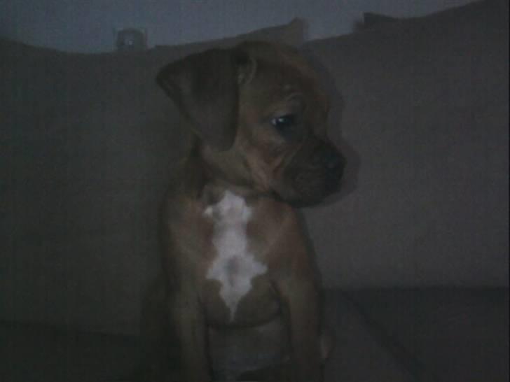 Blanding af racer Kenzo billede 1