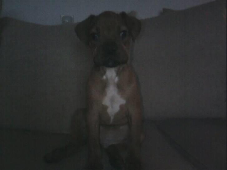 Blanding af racer Kenzo billede 2