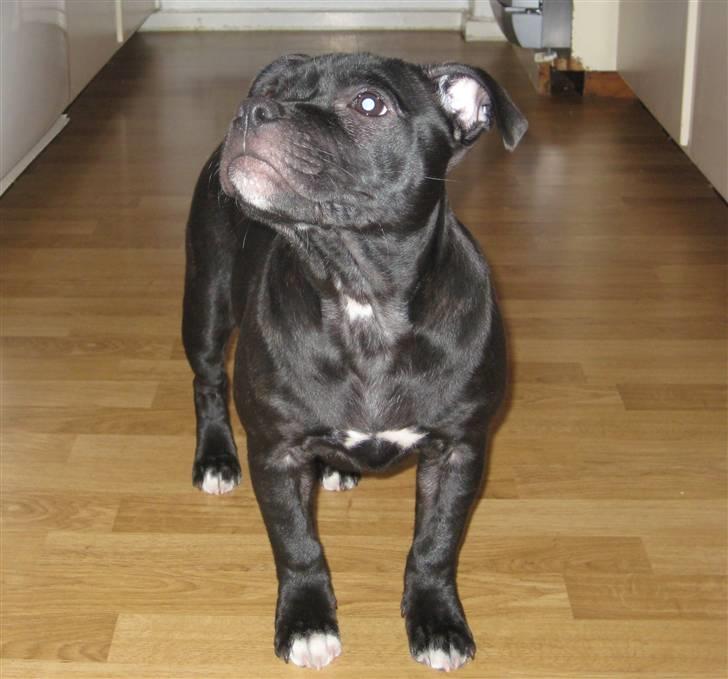 Staffordshire bull terrier Coco billede 16