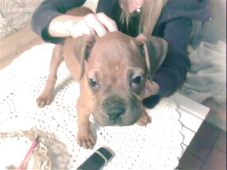 Blanding af racer Kenzo billede 3