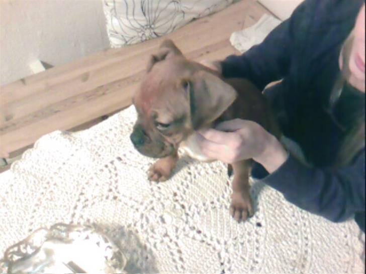 Blanding af racer Kenzo billede 5