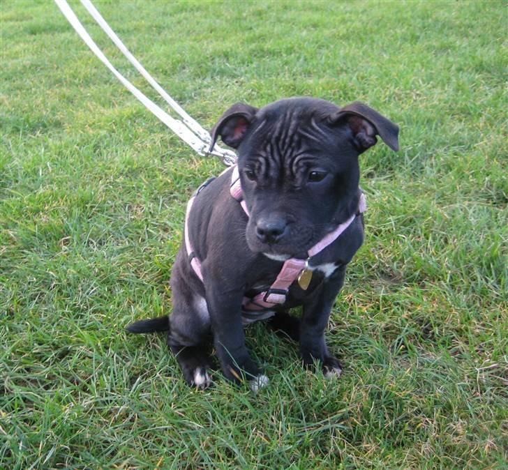 Staffordshire bull terrier Coco billede 17