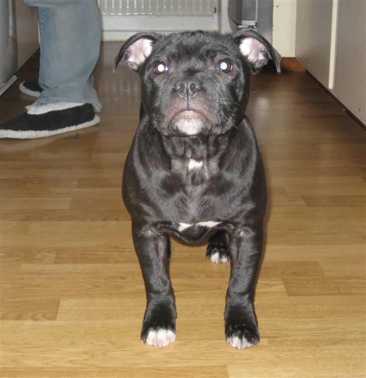 Staffordshire bull terrier Coco billede 18