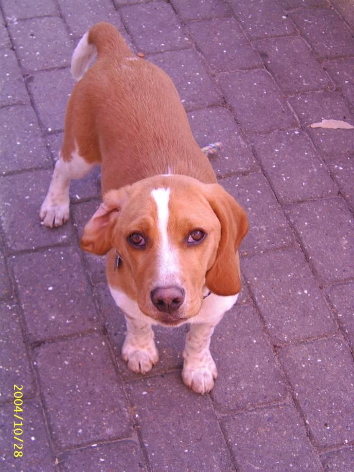 Beagle **Darwin** - Smukke hund billede 8