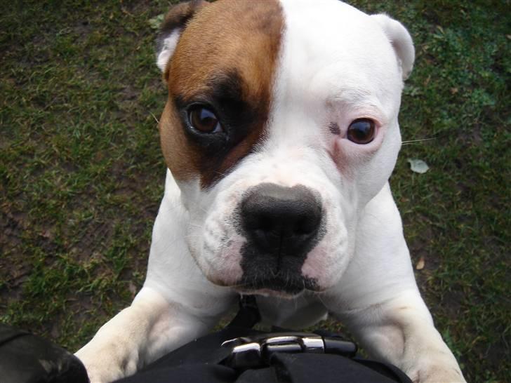 Amerikansk bulldog kenzie billede 1