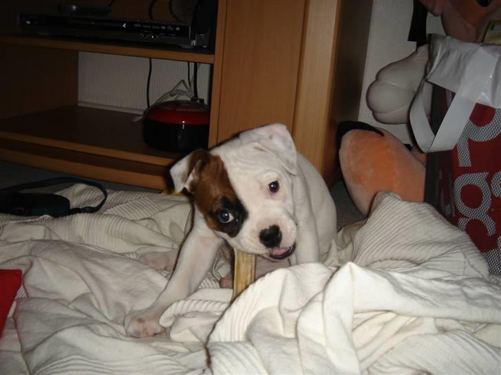 Amerikansk bulldog kenzie billede 2