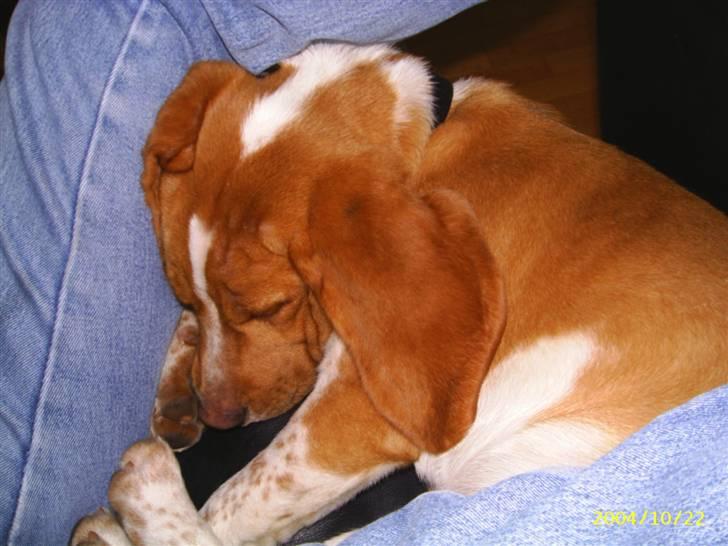 Beagle **Darwin** - "Der er vidst lige plads til mig her!" billede 9