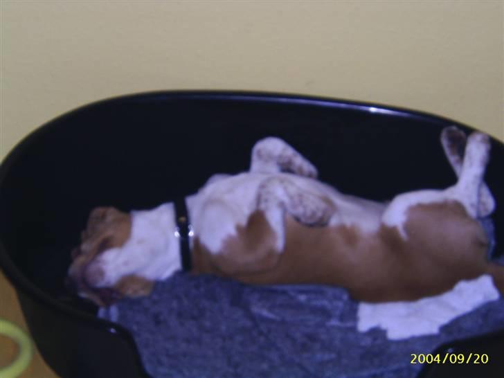 Beagle **Darwin** - Sjov sovestilling! :] billede 10