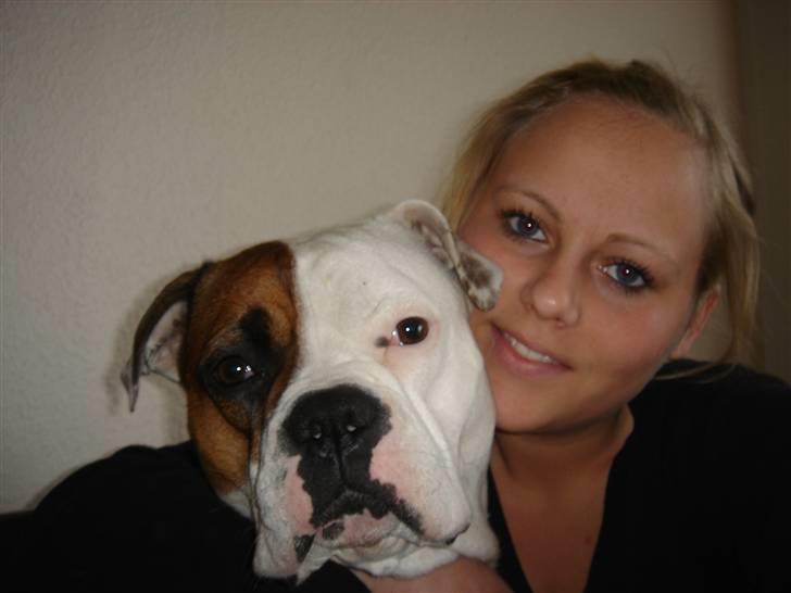 Amerikansk bulldog kenzie billede 3