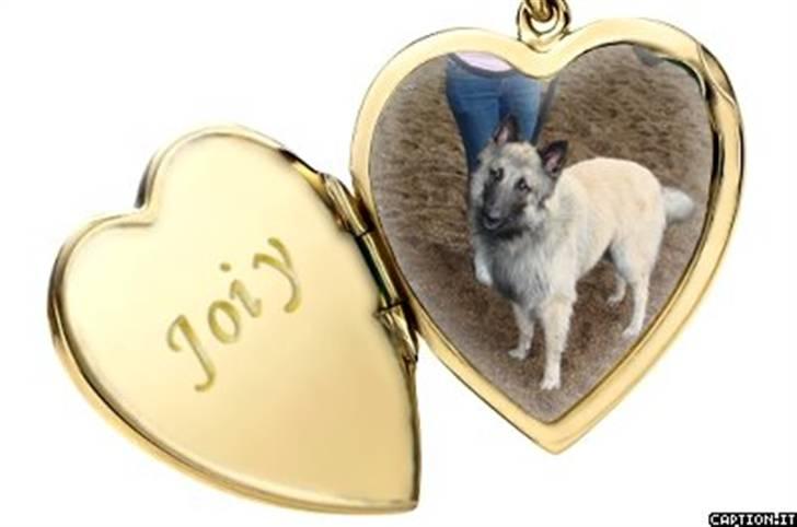 Tervueren Joiy billede 11