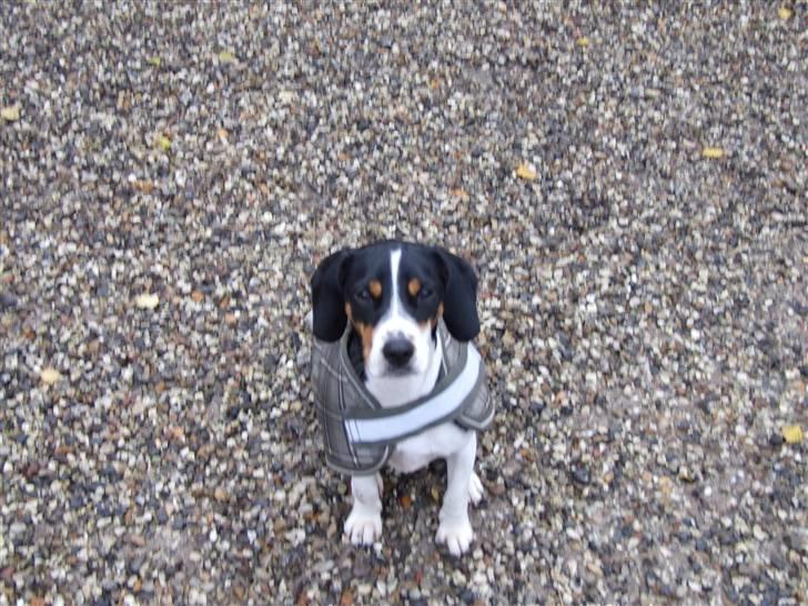 Blanding af racer gangster - lille hund billede 1