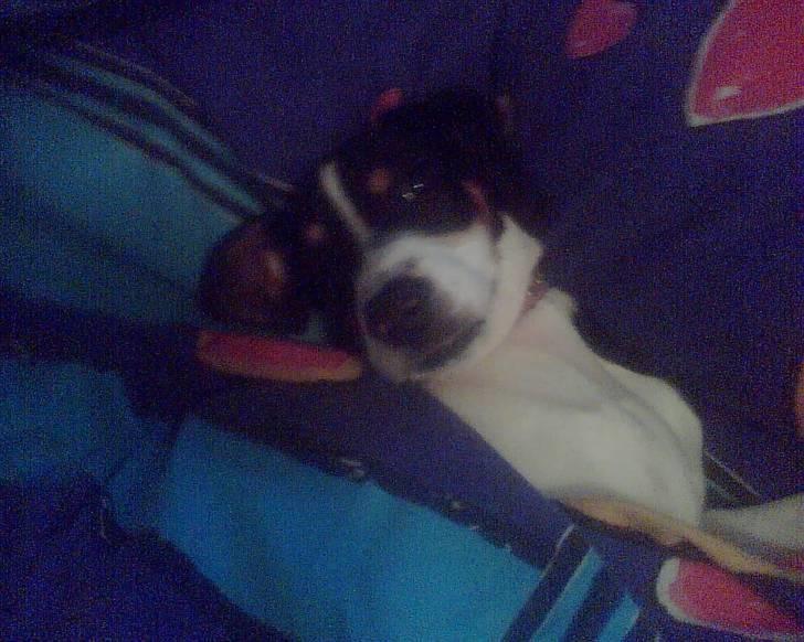 Blanding af racer gangster - putte dyr billede 2