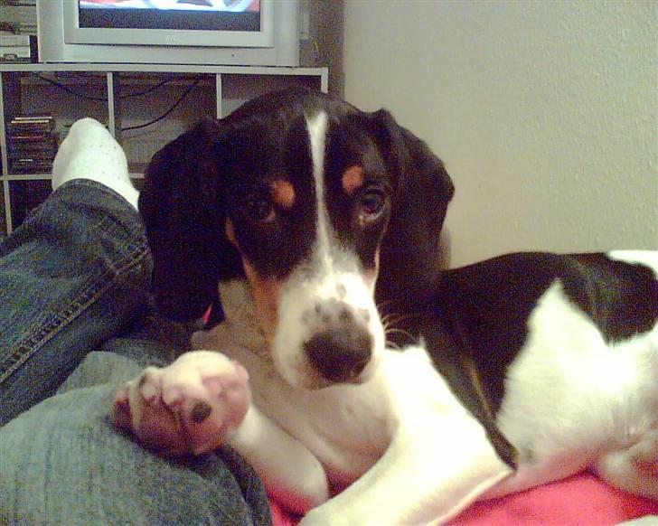 Blanding af racer gangster - har du ikk ondt af mig billede 3