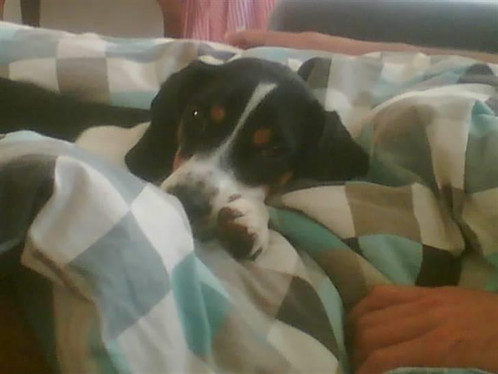 Blanding af racer gangster - putte ???? billede 4