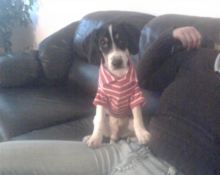 Blanding af racer gangster billede 5