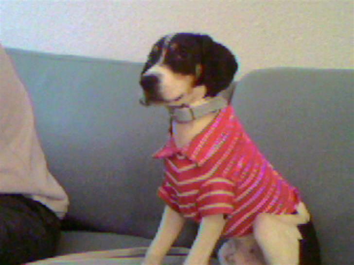 Blanding af racer gangster billede 6