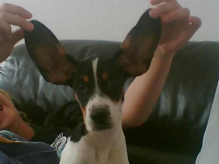 Blanding af racer gangster - store øre billede 7