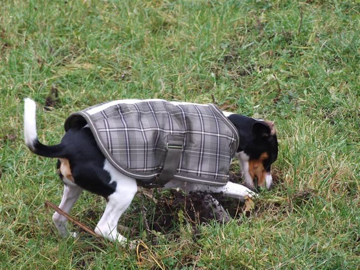 Blanding af racer gangster - rigtig god til og fange mus billede 8