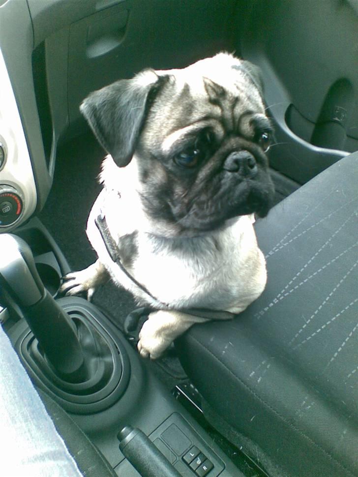 Mops Egon Olsen( udstationeret) - Hænger lige ud i bilen. billede 1