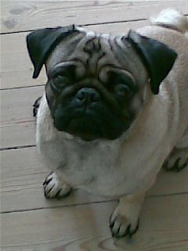 Mops Egon Olsen( udstationeret) - må jeg ikke nok få en godbid??!! billede 2