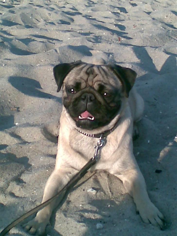 Mops Egon Olsen( udstationeret) - Aftentur på stranden i sommervarmen. billede 3