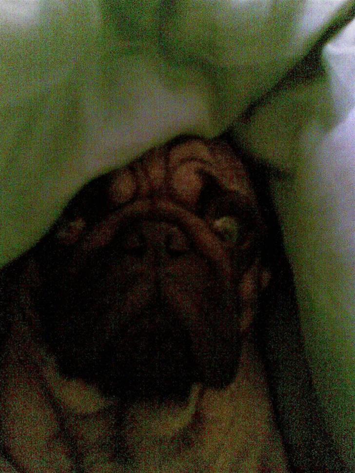 Mops Egon Olsen( udstationeret) - I kan ikke finde mig. I kan ikke finde mig. billede 4