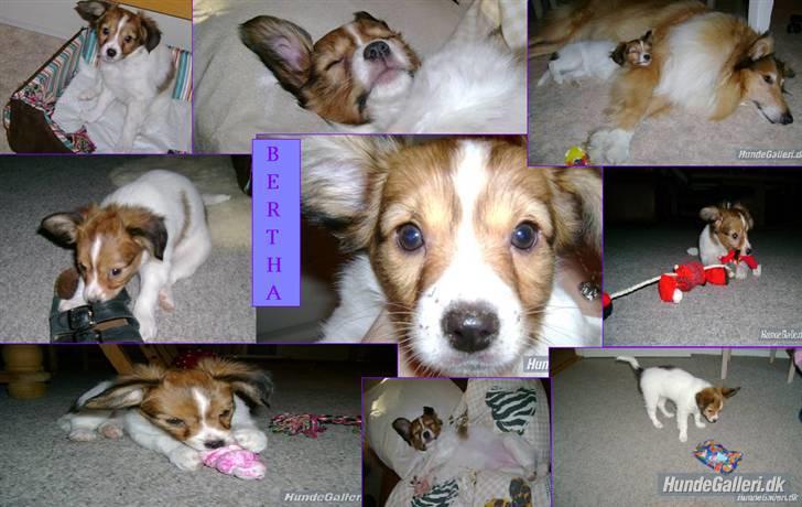 Papillon Bertha billede 14