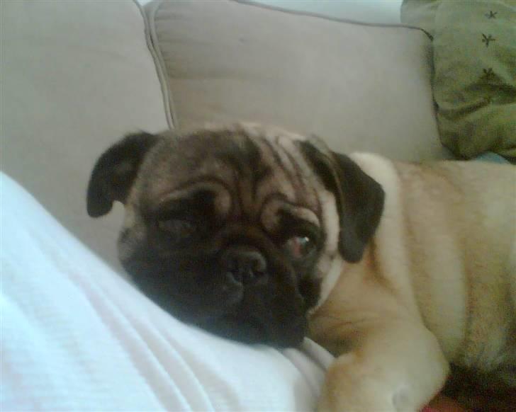 Mops Egon Olsen( udstationeret) - Det er skønt at ligge på mors mave og se fjernsyn. billede 5