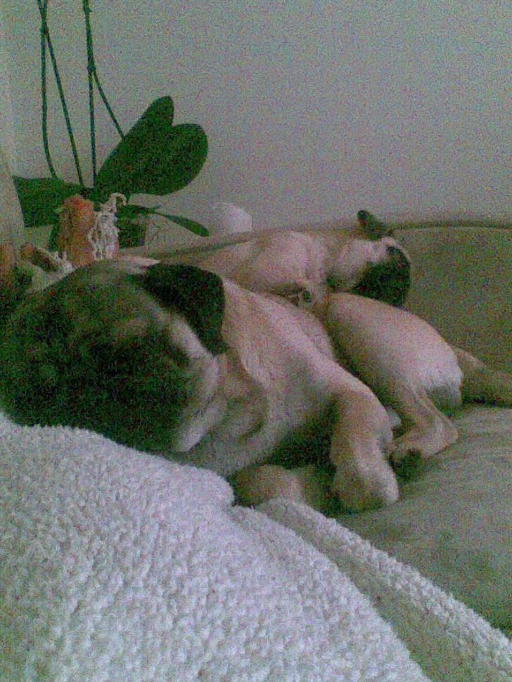 Mops Egon Olsen( udstationeret) - Yvonne er lidt nærgående nogen gange. Men det er nu meget hyggeligt at stene sammen med hende.  billede 6