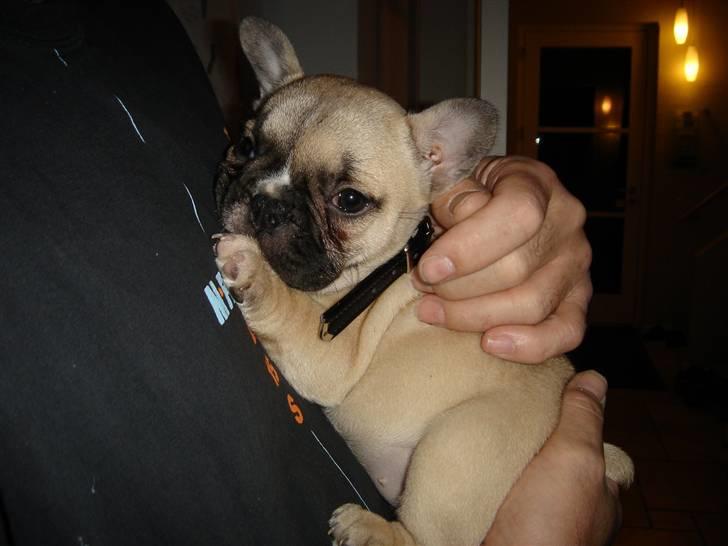 Fransk bulldog Chili billede 15