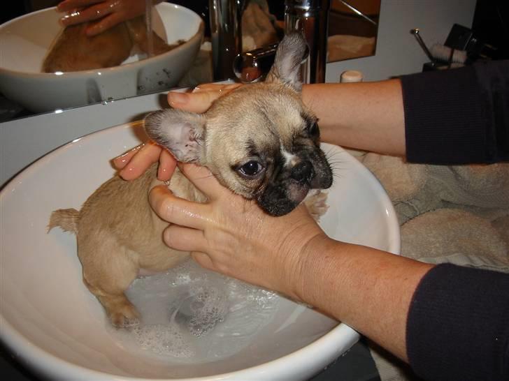 Fransk bulldog Chili billede 16